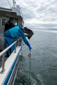 Lov žraloka grónského v okolí ostrova Heimaey | Autor: Tomáš Vít